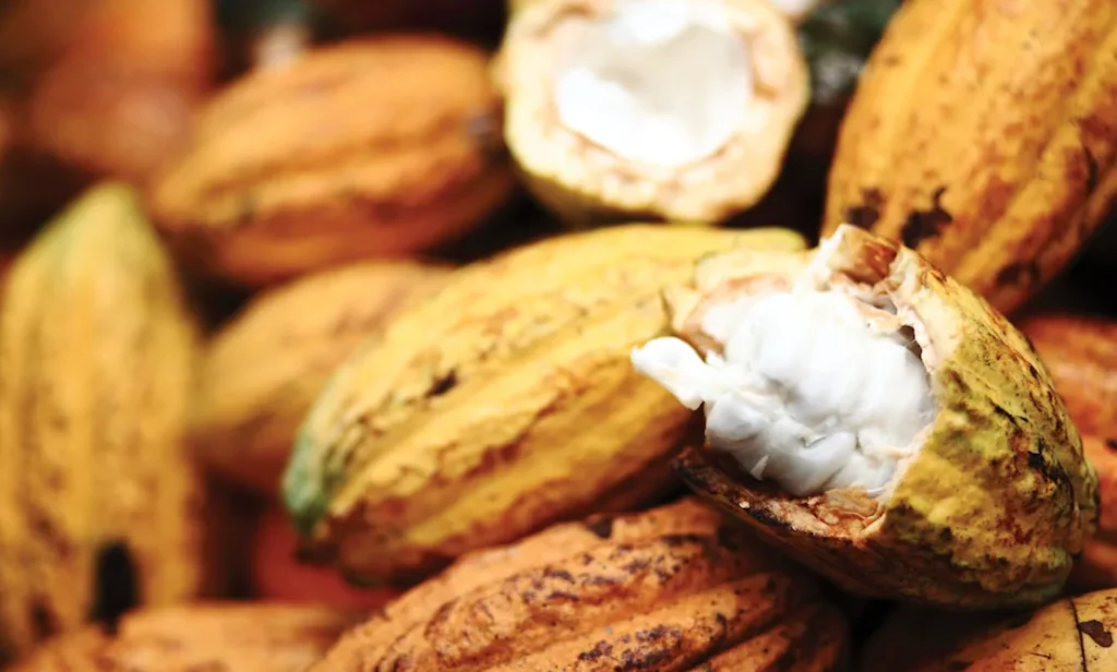 Cocoa Compass wins FiE Sustainability Innovation Award