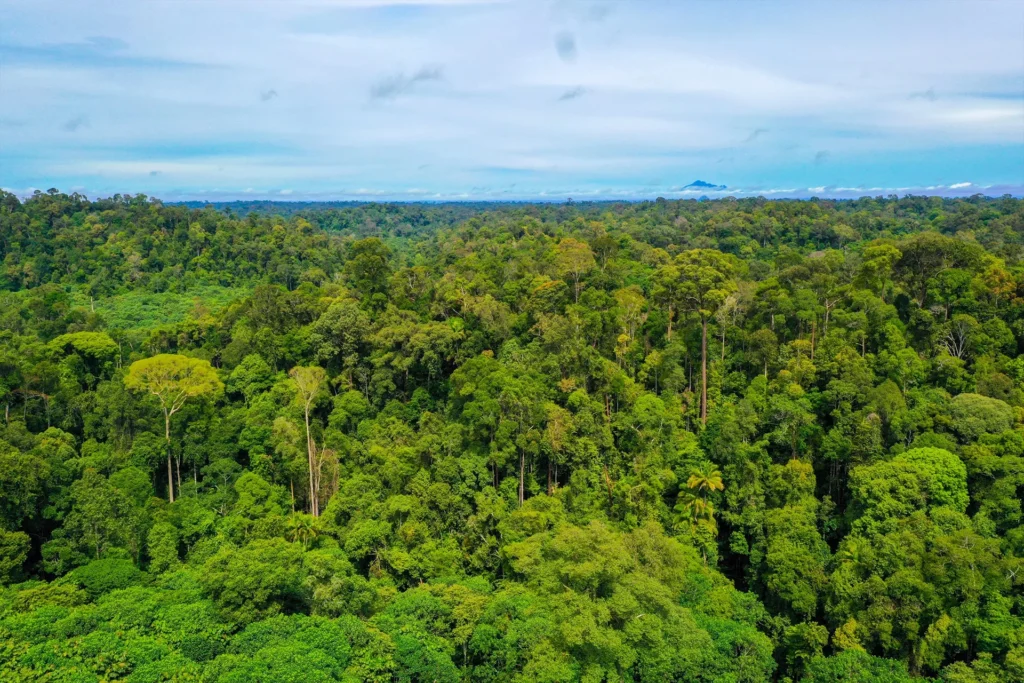 Musim Mas Charts Path for Long-Term Resilience with 2030 Sustainability Policy and Roadmap